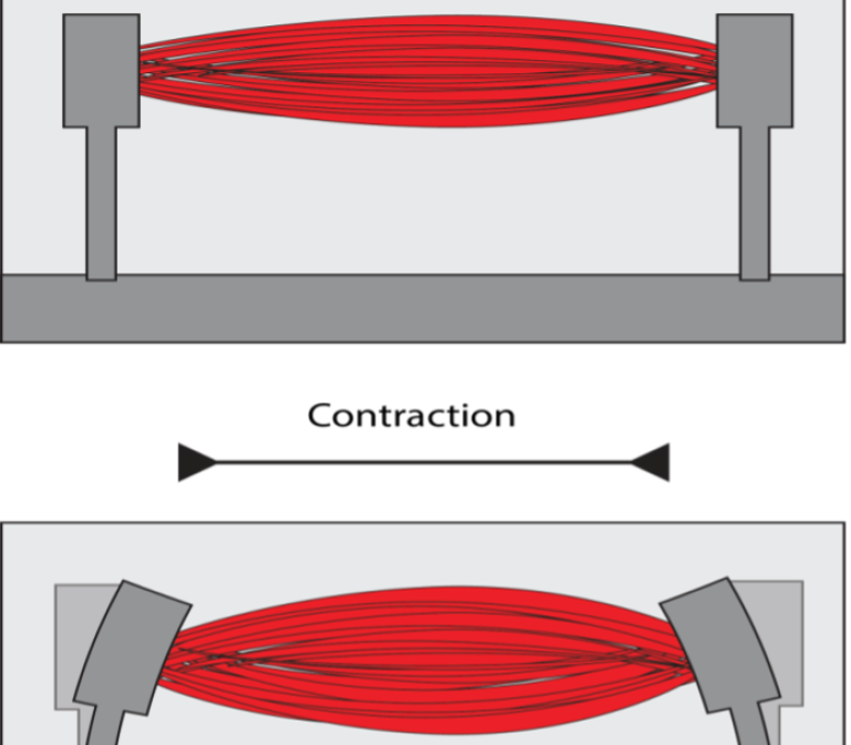 Muscle exercise in a muscle-on-a-chip model