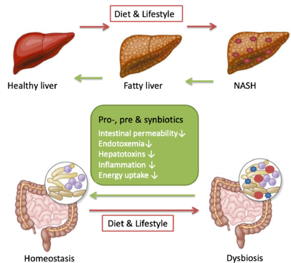 Butyric acid-forming intestinal bacteria: a new treatment against non ...