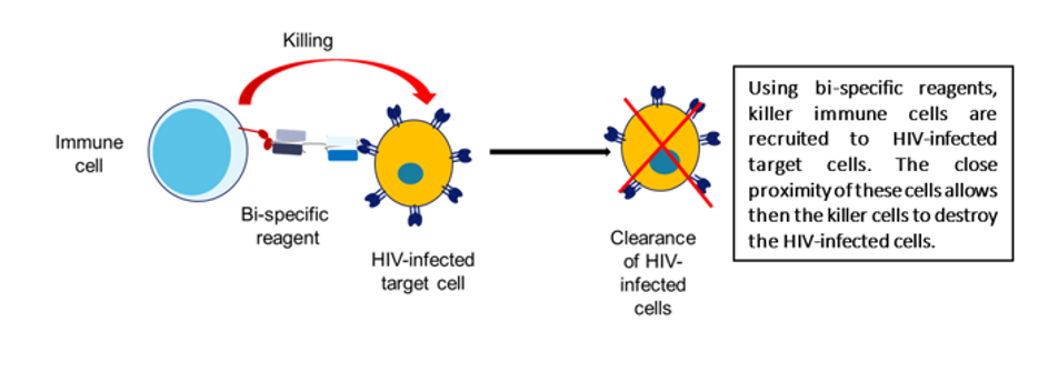 glutathione kills hiv Distinct lipid profile, low-level inflammation, and increased antioxidant defense signature in HIV-1 elite control status The Role of Glutathione in
