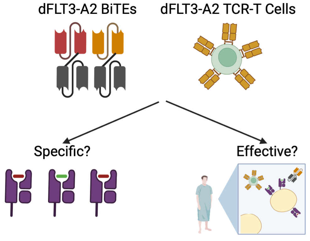 FLIT-AML (FLT3-TKD Immunotherapeutics Targeting Acute Myeloid Leukaemia)