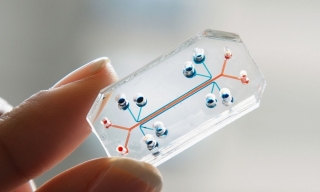 Health~Holland opens call for Organ-on-Chip showcases