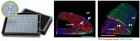 Adult Stem Cell-Derived Kidney-on-a-Chip in Nature Biotechnology 