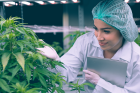 Nieuw cannabisonderzoekscentrum geopend door Bedrocan 