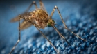 LUMC-Onderzoekers Ontdekken Hoe Malariaparasiet Overleeft in Muggen