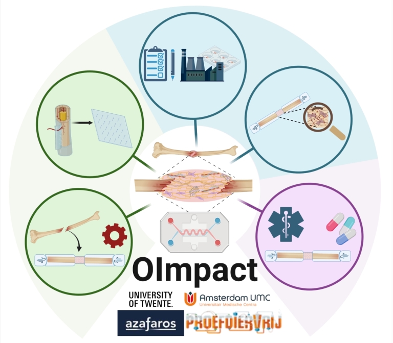 A tiny bone-on-chip model to better understand brittle bones