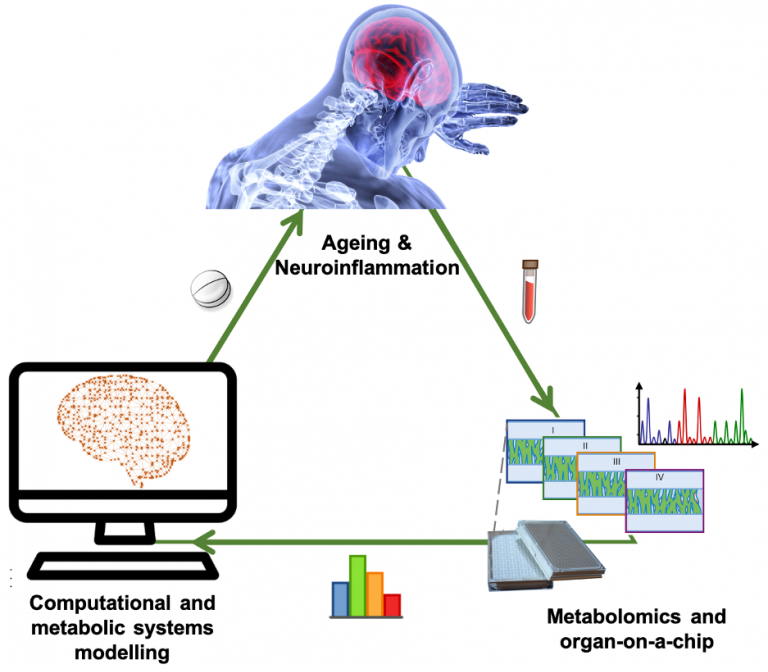 Dissecting neuroinflammation using metabolomics and organ-on-a-chip