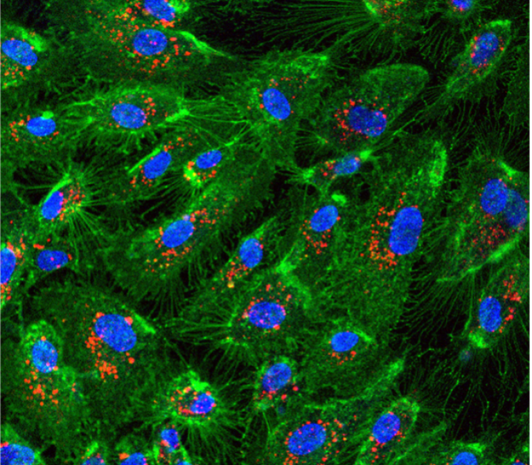 Small particles for treating big diseases