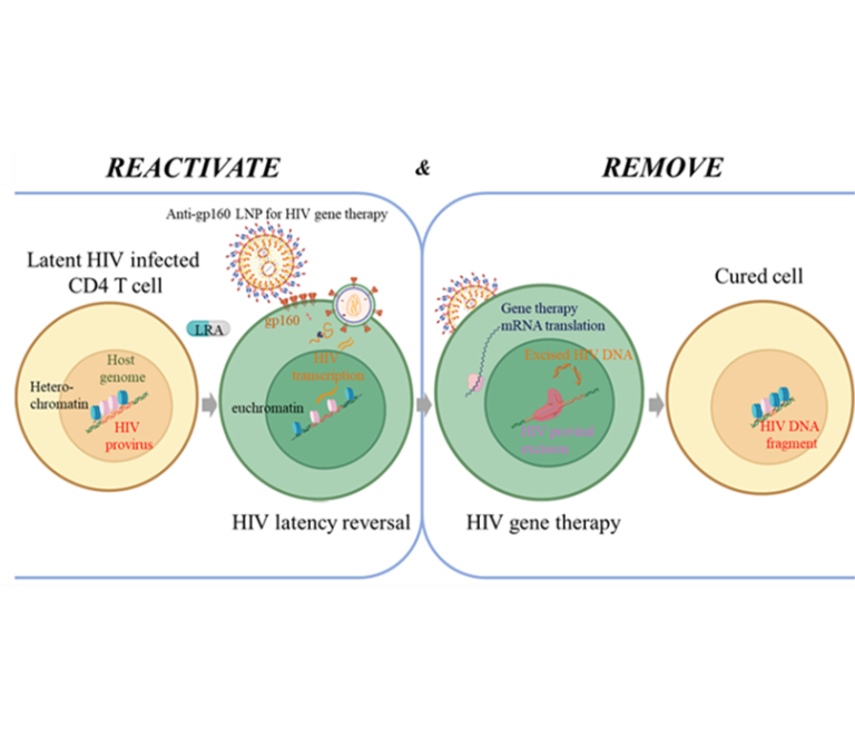 Hiv-geïnfecteerde cellen genezen door deze te activeren en hiv te verwijderen