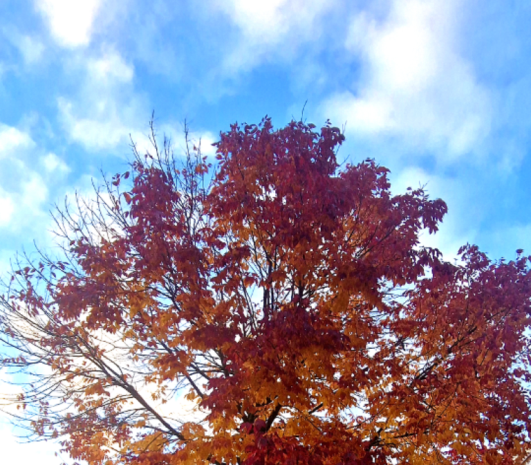 SMARTage: Senescence Models, Aging Research and Therapeutics