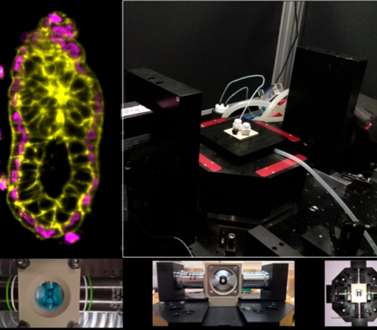 Light-sheet microscope for live-imaging mammalian embryos and tissues
