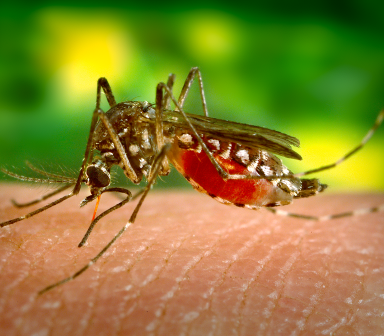 Inhibiting the spread of mosquito-transmitted viruses