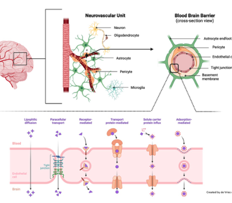 Crossing Brain Barriers: Enhancing drug delivery across the blood-brain barrier to fight brain disorders