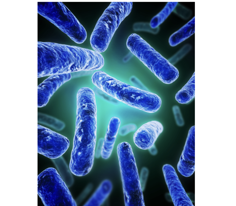 Role of gut bacteria in the development of autism