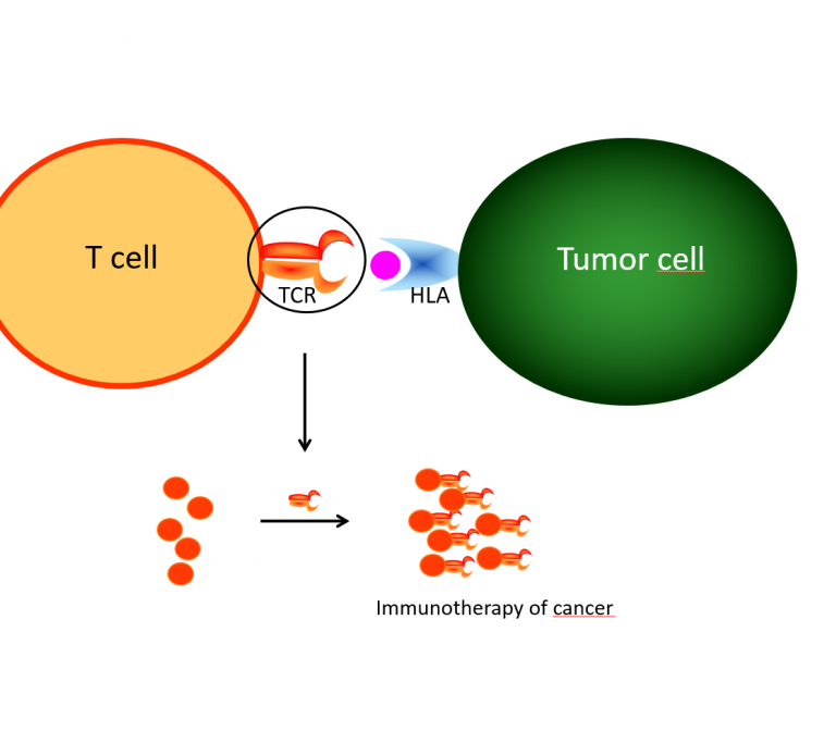 Identification of cancer specific T-cell receptors for immunotherapy 