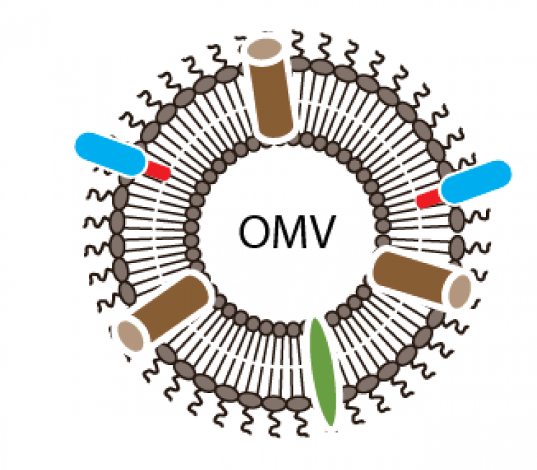 Outer membrane vesicles for vaccine antigen display