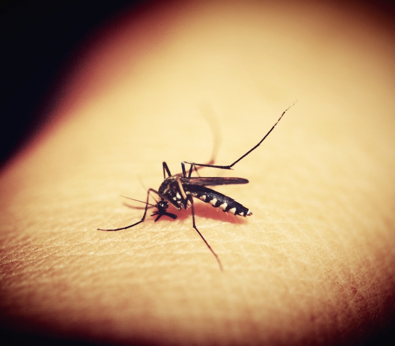 Novel validated dengue assays for drug development