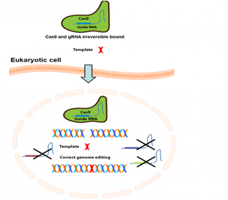 CRISPR-Cas9: from a molecular scissor to a surgical knife