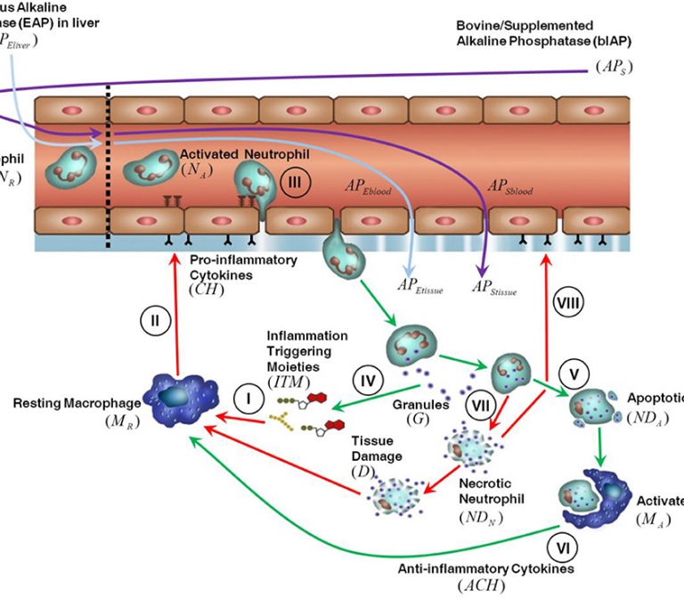 Modelling and modulation of the inflammatory response in severe burns