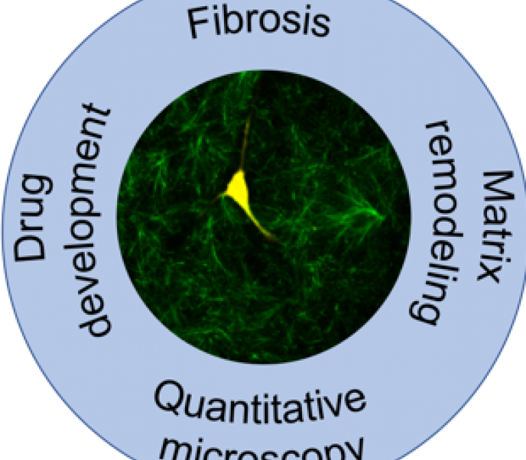 Visualising forces in fibrosis