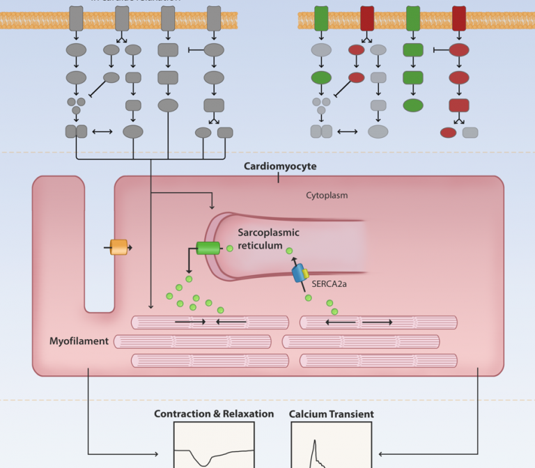 The power of numbers: understanding cardiac relaxation