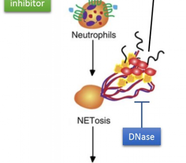 Neutrophil extracellular traps drive burn-induced thrombosis and wound deepening