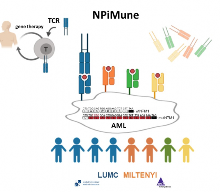 Mutant NPM1 as target for immunotherapy of acute myeloid leukemia 