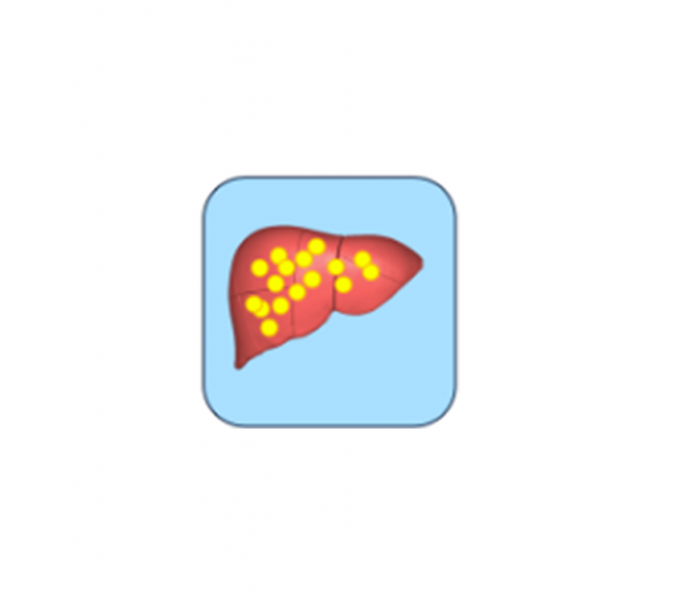 Visualise the effects of insulin on the liver