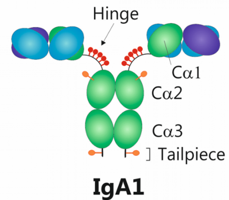 IgA as therapeutic antibody for cancer