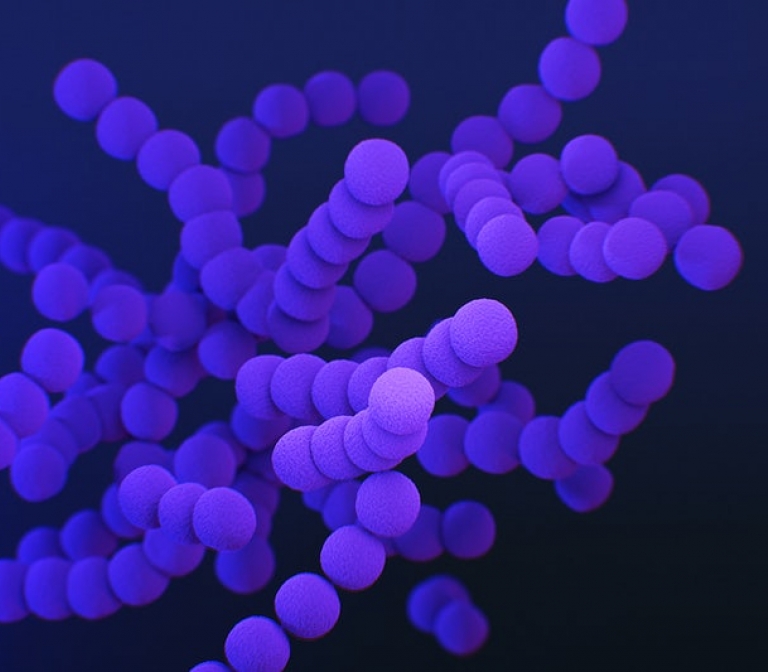 Antibodies against emerging zoonotic viruses