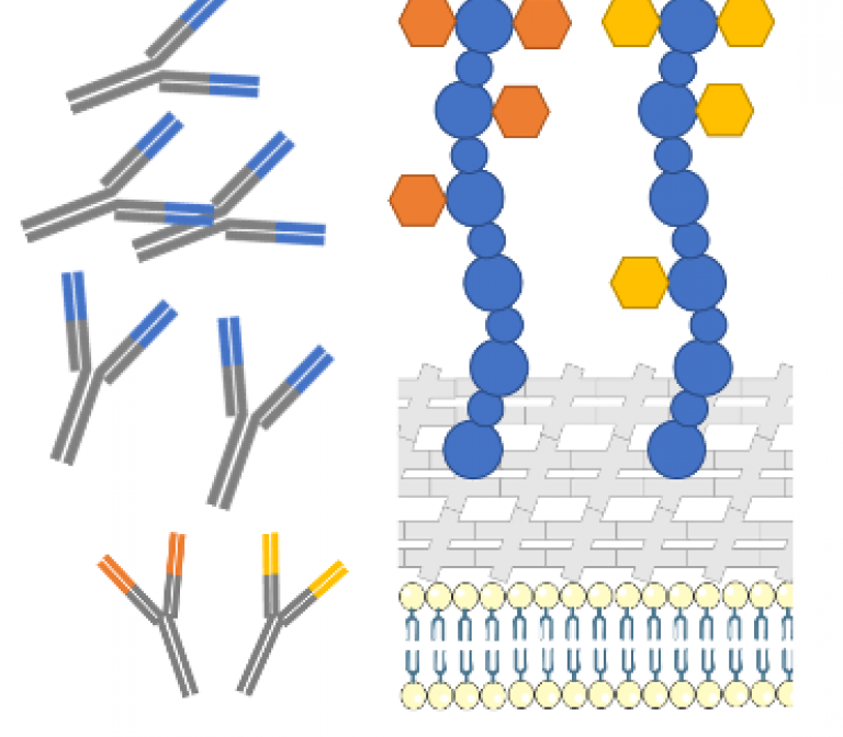 Complex bacterial sugars as novel vaccine targets